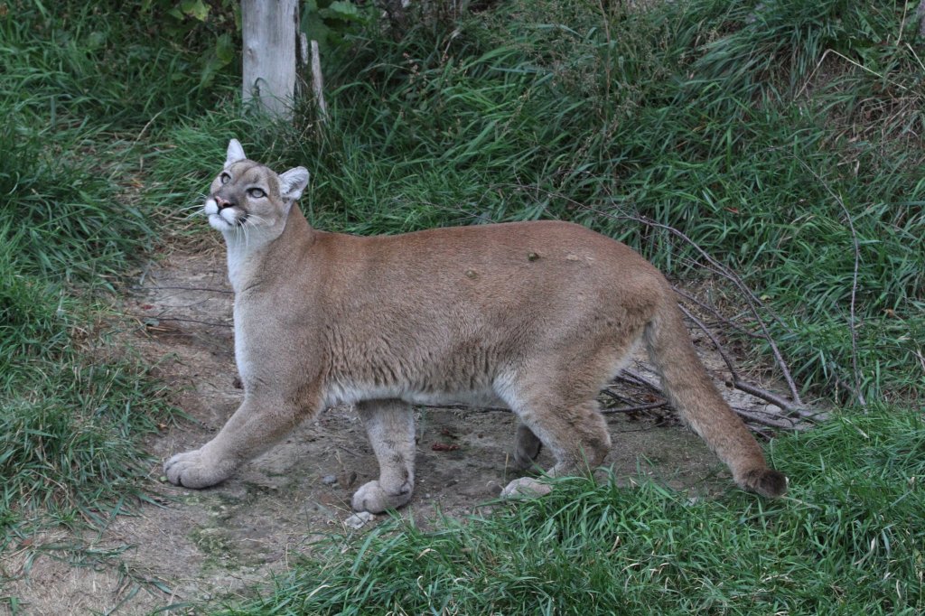 Hungrig wartender Puma (Puma concolor) am 18.9.2010 im Zoo Sauvage de Saint-Flicien,QC.