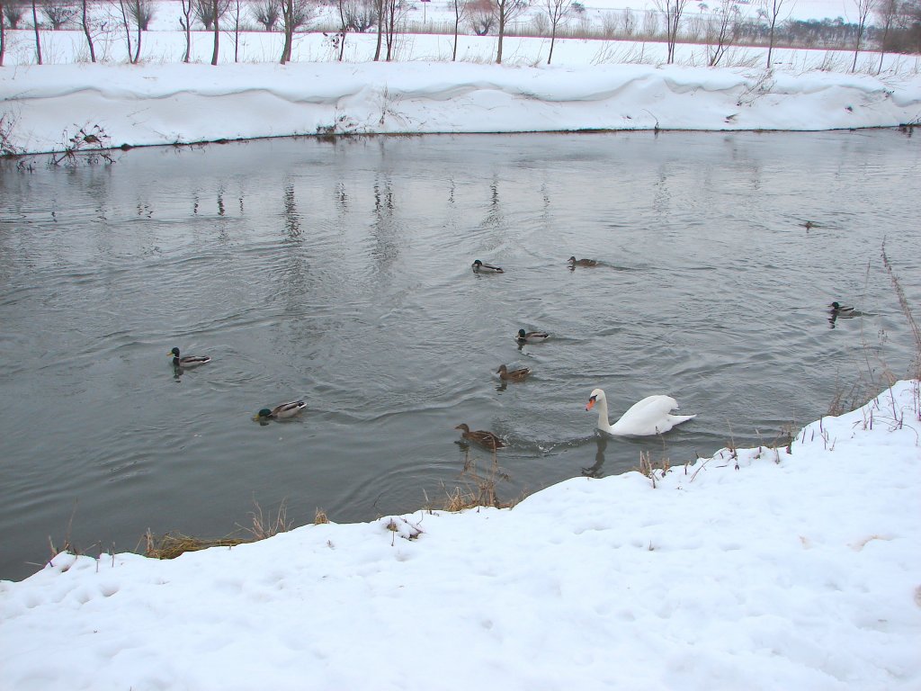 Hungrige Gste auf der Unstrut - 17.01.2010