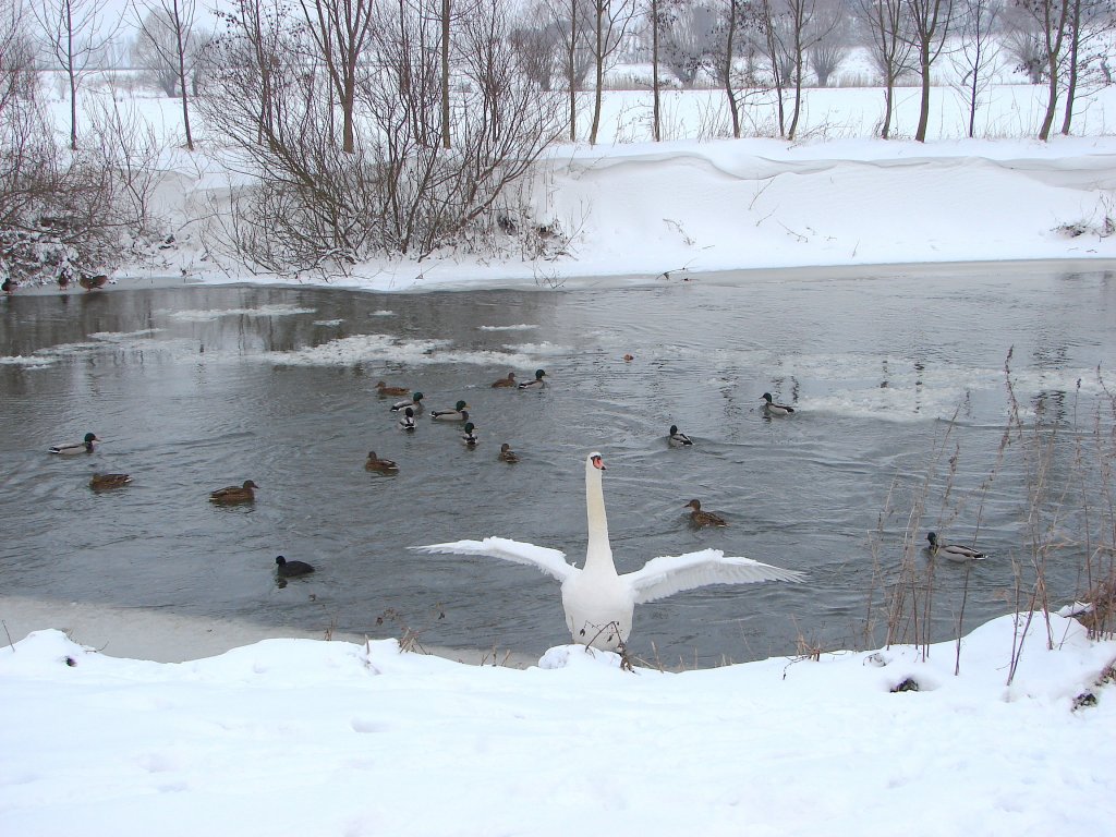 Hungrige Wasservgel an der Unstrut - 10.01.2010 
