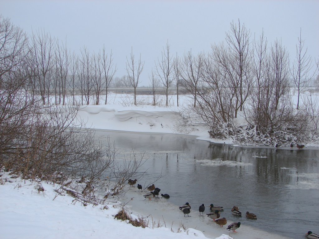 Hungrige Wasservgel an der Unstrut - 10.01.2010
