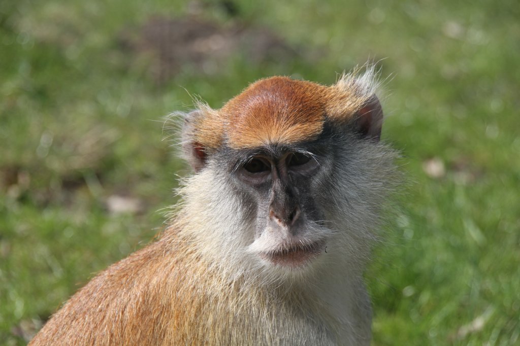 Husarenaffe (Erythrocebus patas) im Tierpark Berlin.