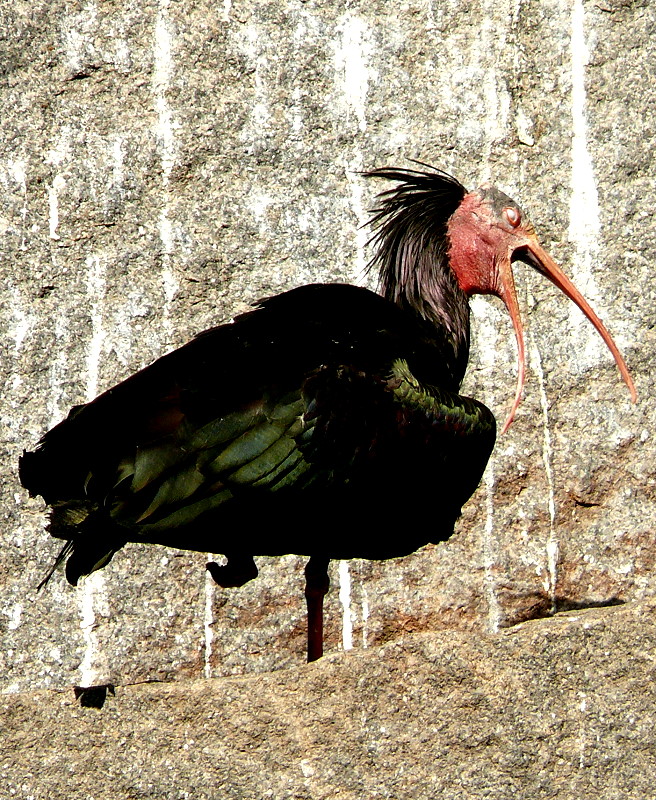 Ibis am 17.05.2009 in Wilhelma/Stuttgart