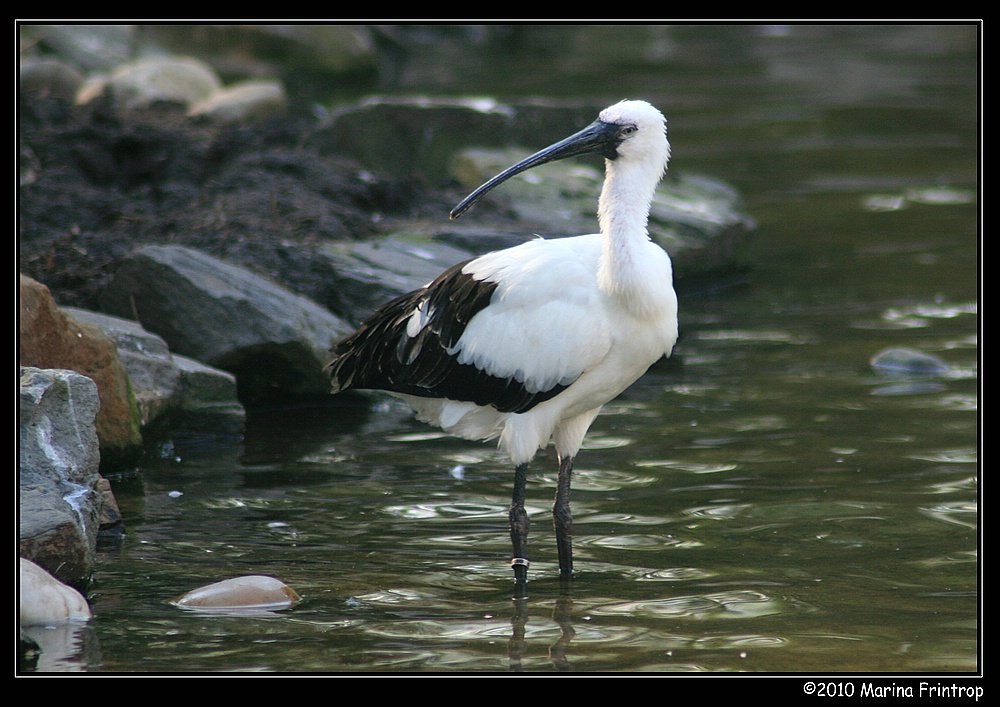 Ibis - Die Unterart ist mir leider nicht bekannt. Fotografiert im Grugapark Essen