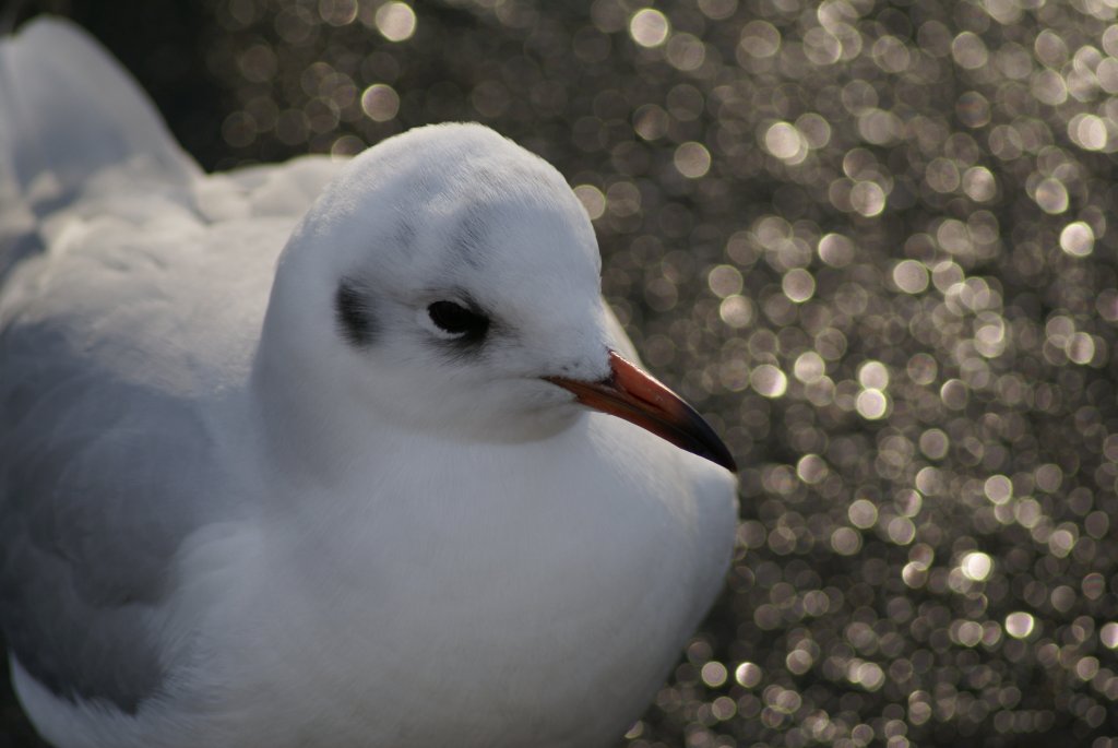 Ich fliege nicht nach Helgoland und bleibe am Zrichsee.