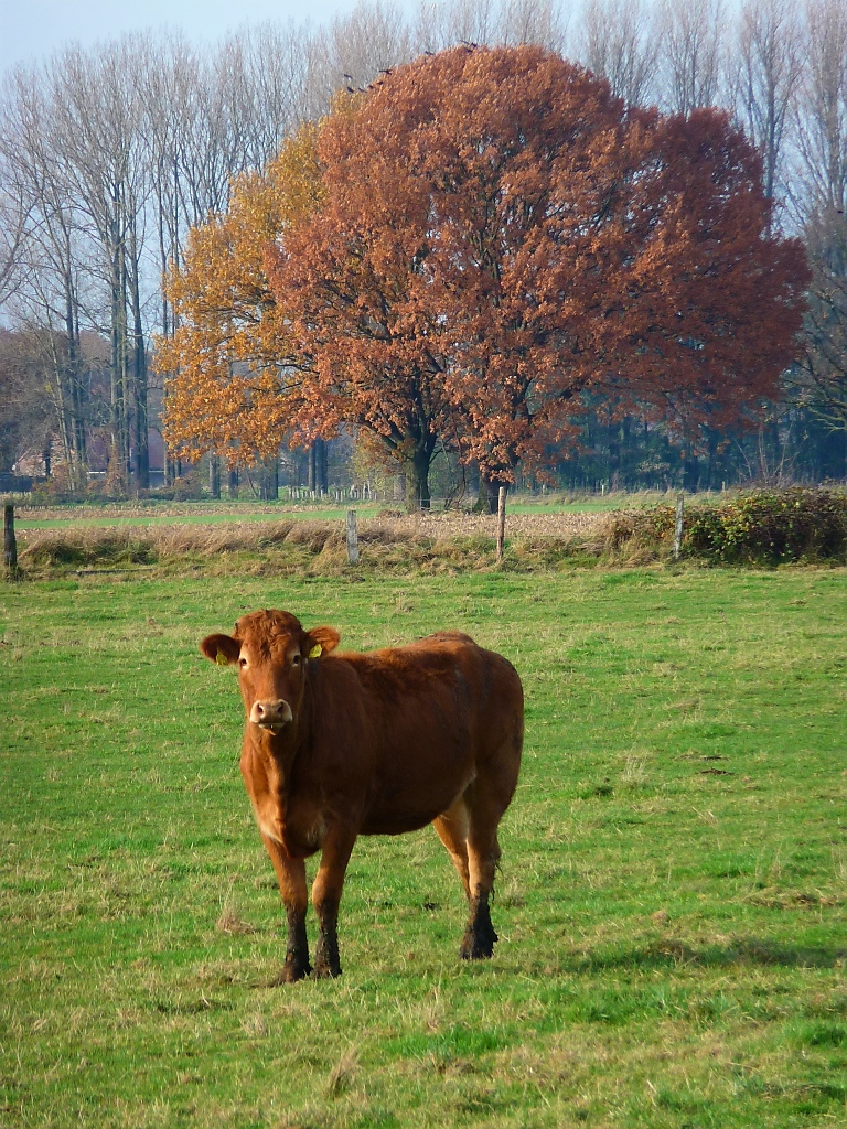 Ich mach Muh, was machst du?

Vorst, 17.11.12