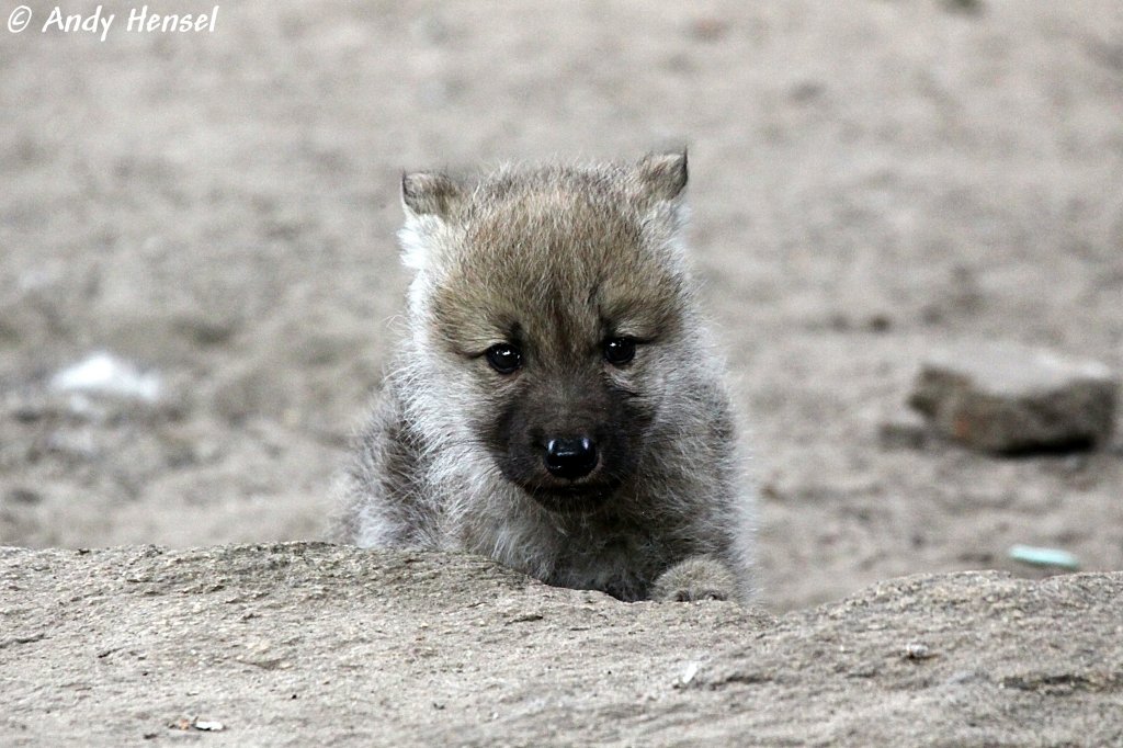  Ich werde mal ein ganz Grosser . Kanadischer Wolfswelpe (Polarwolf - geb. am 30.04.2010).