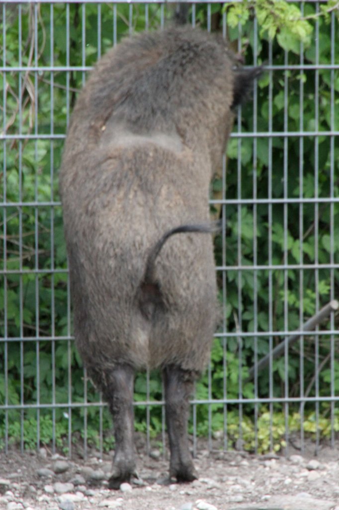 Ich will hier raus! Wildschwein am 26.4.2010 im Vogelpark Karlsdorf-Neuthard.