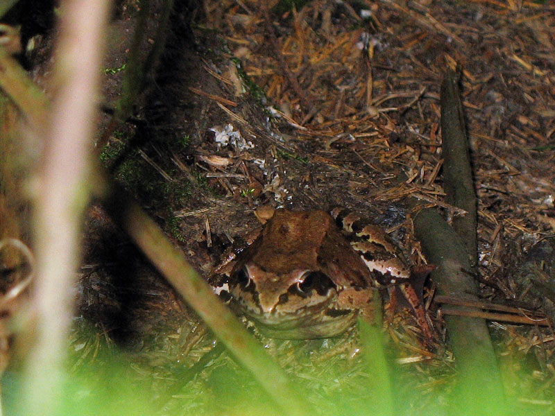 Ideal getarnt und doch konnte dieser Grasfrosch in freier Natur fotografisch erlegt werden; 14.07.2007
