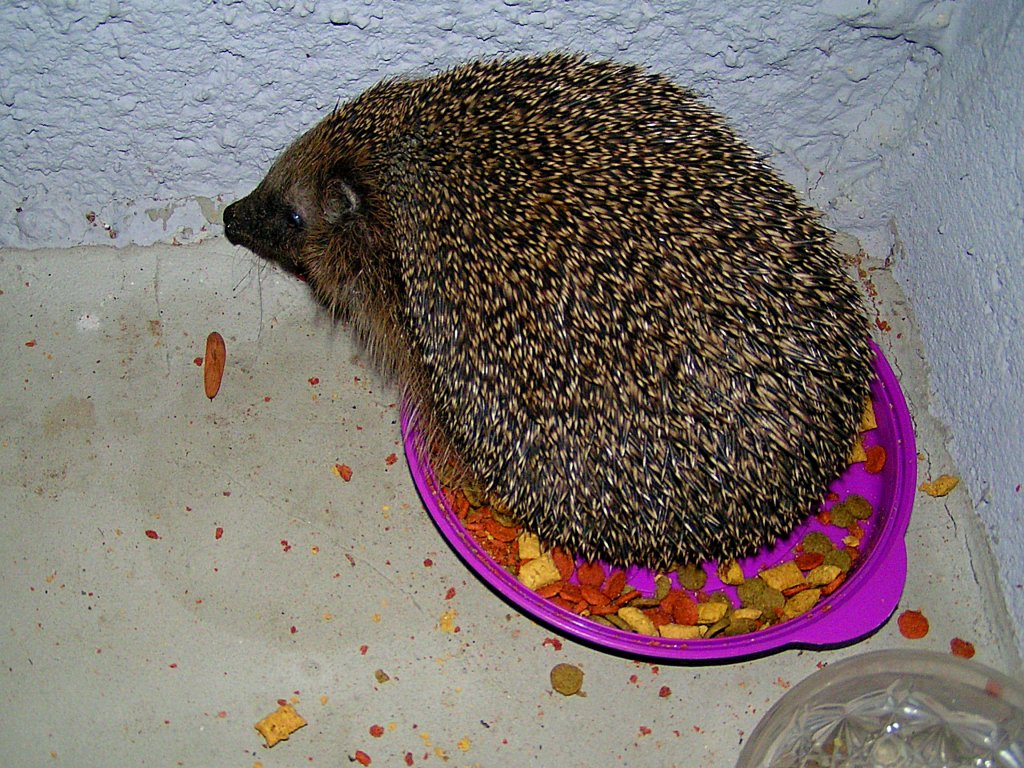 Igel nimmt das fr eine Katze bereitgestellte Trockenfutter in Beschlag; 101015