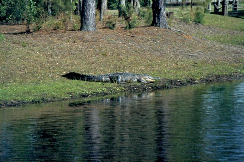 Im April 1984 liegt dieser Alligator trge am Rand des Wassers in einer ffentlichen, fr jedermann zugnglichen, Anlage in Savannah / Georgia
