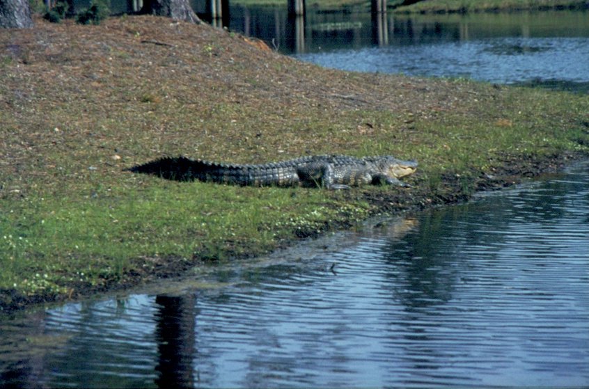 Im April 1984 liegt dieser Alligator trge am Rand des Wassers in einer ffentlichen, jedermann zugnglichen, Anlage in Savannah / Georgia