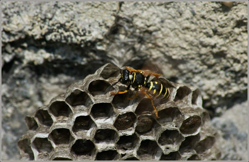 Im Flug besserte diese Wespe den Bau noch mal nach.
(14.08.2012)