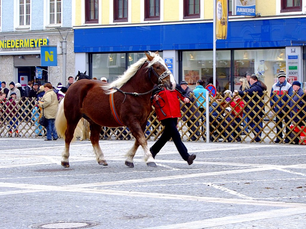 Im Gleichschritt sind Norikerpferd und sein Besitzer beim Wertungslauf am Rieder-Pferdemarkt2013; 130402