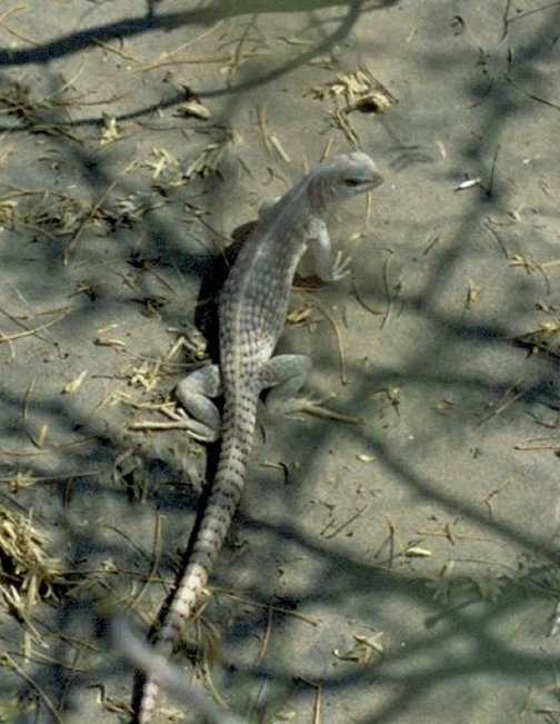 Im Jahr 1992 konnte ich im Death Valley / USA diese kleine Echse, einen Wstenleguan (Dipsosaurus dorsalis), als Dia fotografieren. Es scheint so, dass sie auf eine kleine Bewegung des Fotografen hin sofort die Flucht antreten wird.