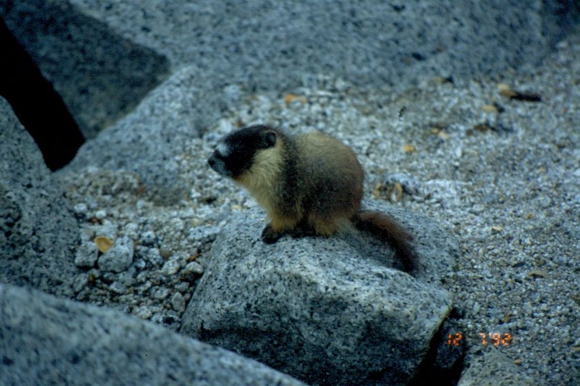 Im Juli 1998 fotografierte ich als Dia dieses Gelbbauchmurmeltier (Marmota flaviventis) im Yosemite Natiol Park / USA