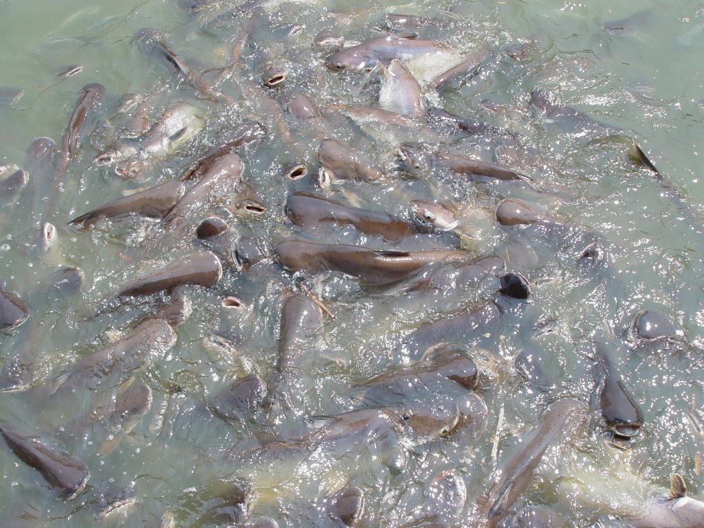 Im Mrz 2010 in einem Teich hier in Thailand in einer Tempelanlage. Welse und andere Fische kmpfen um Brot das zum Fttern ins Wasser geworfen worden war.