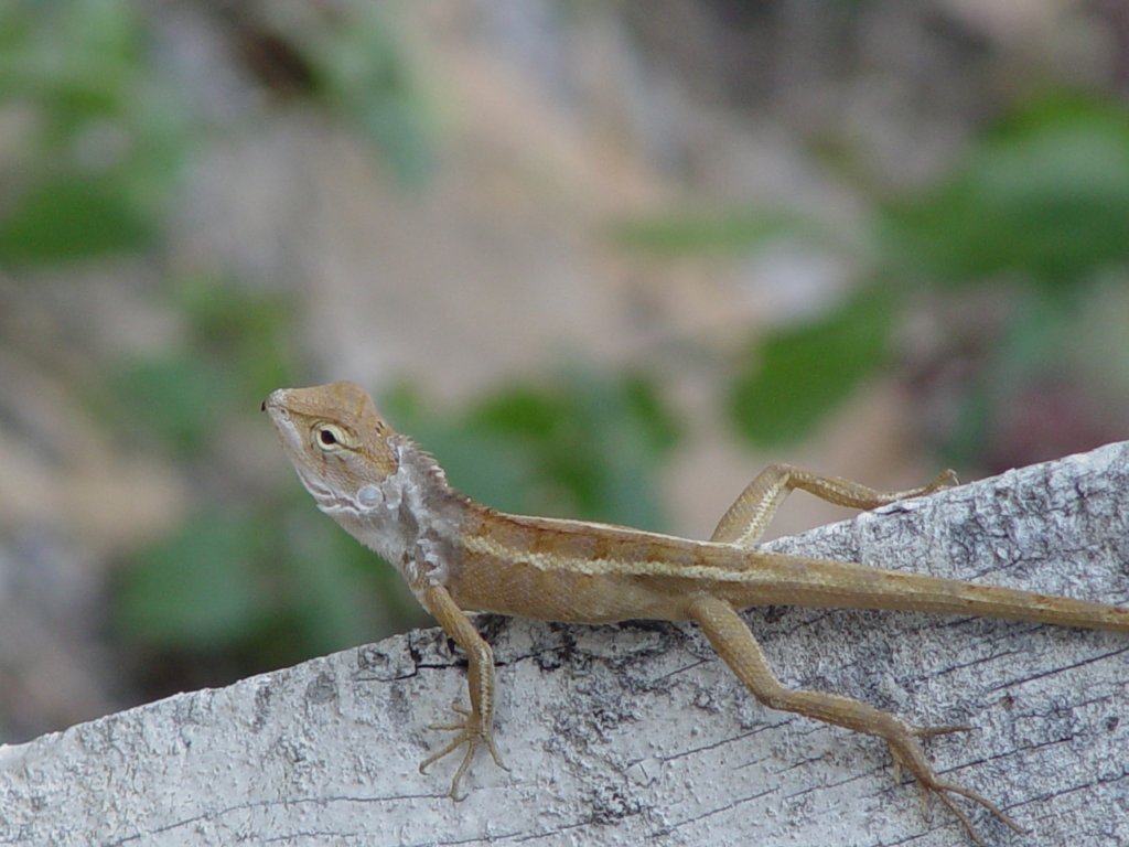 Im Mrz 2010 konnte ich diese kleine Echse im Norden Thailands fotografieren. Es handelt sich hier um eine gestreifte Wasseragame (Lophognatus temporalis). 