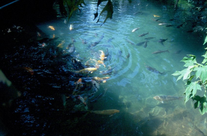 Im Norden Thailands, in der Nhe von Chiang Mai, Gold- und andere Fische streiten sich im klaren Wasser um Futter. (Mrz 2006)