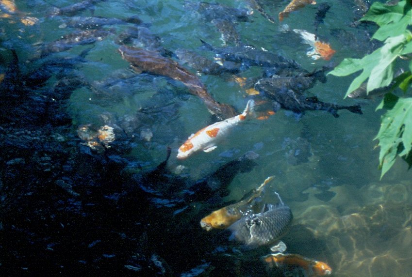 Im Norden Thailands, in der Nhe von Chiang Mai, Goldfische im klaren Wasser eines Baches. Mrz 2006