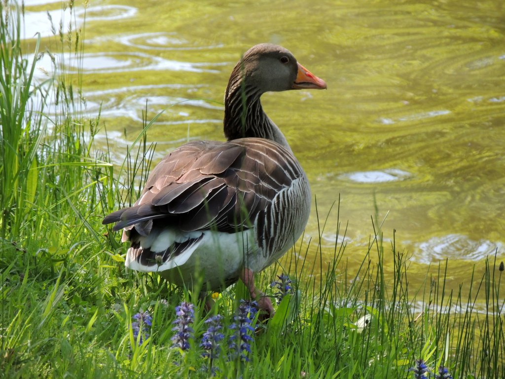 Im Park an der Karlsaue wanderte dieser lustige Geselle am Grabenufer auf und ab (1.6.2013).