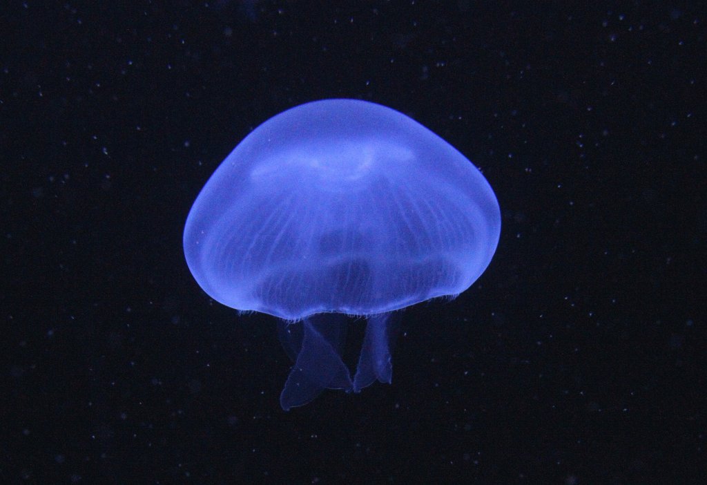 Im UV-Licht leuchtende Ohrenqualle (Aurelia aurita) am 12.3.2010 im Zooaquarium Berlin.