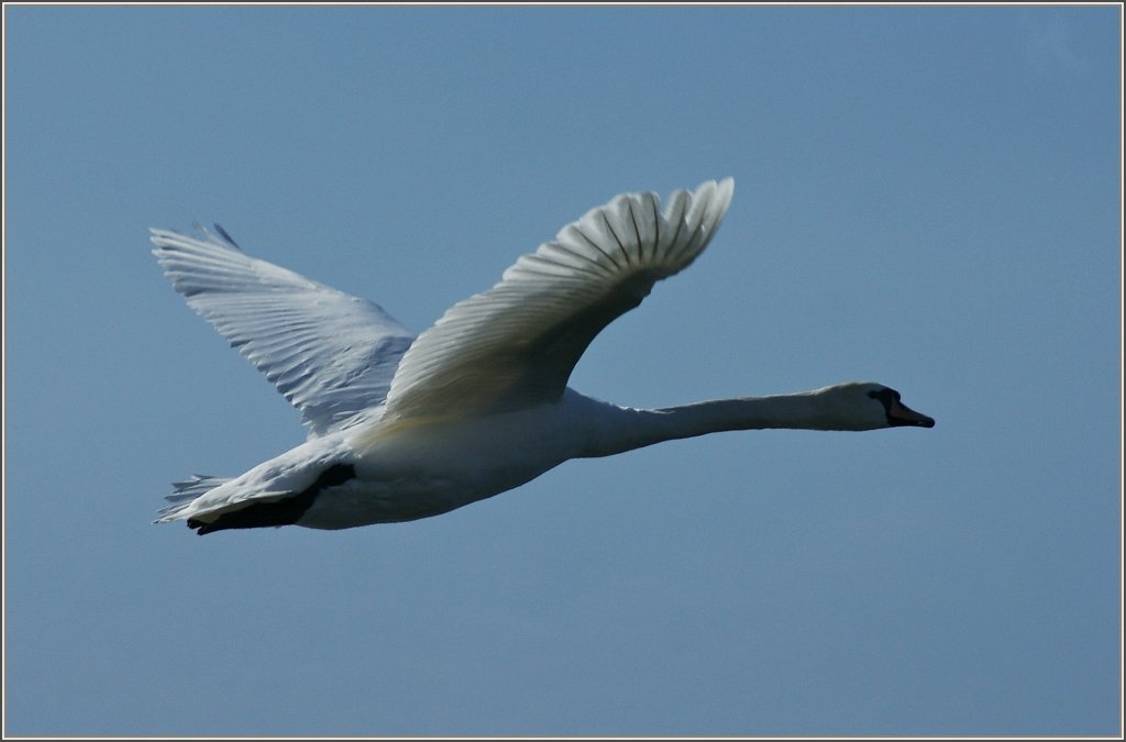 Im vollen Flug
(28.02.2012)