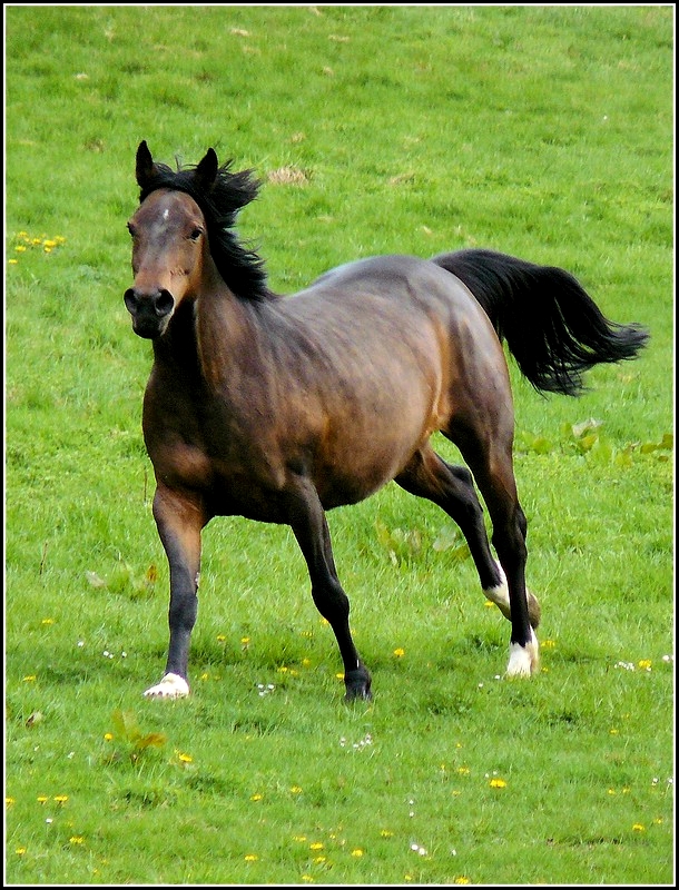 Im vollen Galopp rennt dieses Pferd am 25.04.2009 ber das eingezunte Feld. (Hans)