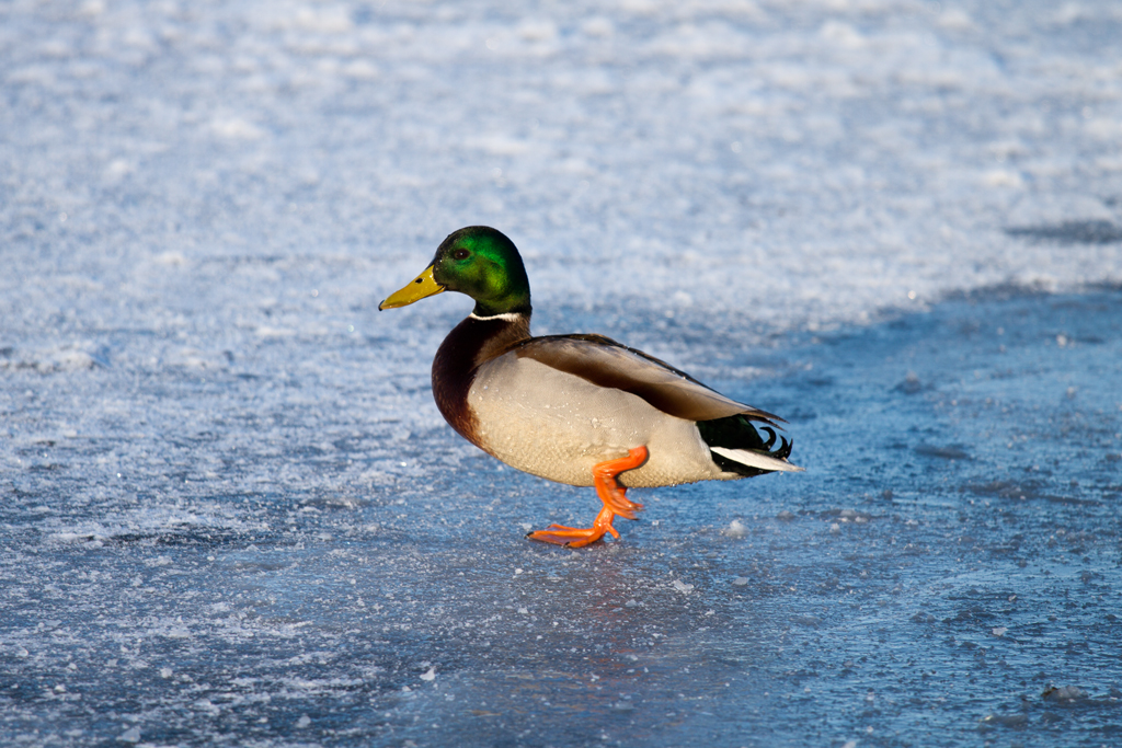 Im Watschelgang zum nchsten Wasserloch. 02.02.2012