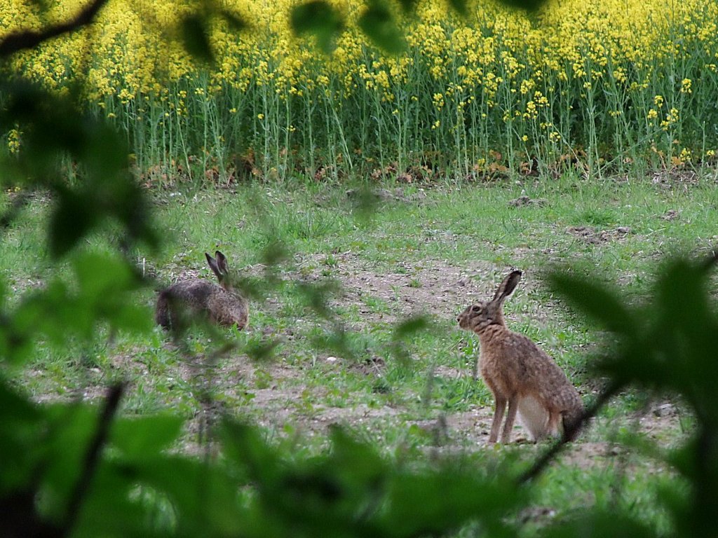  Immer schn die Ohren steif halten ;100513