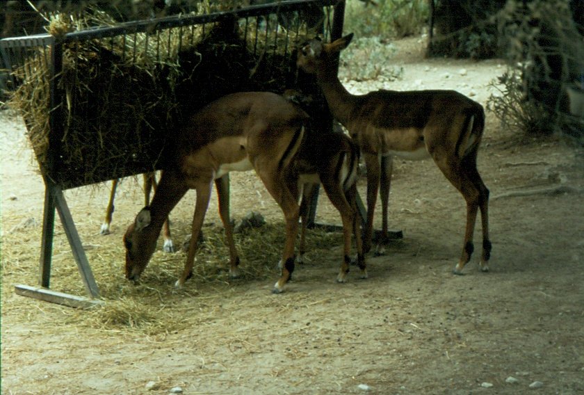 Impalas in der Rserve Africaine de Sigean in Sdfrankreich im Juli 1988