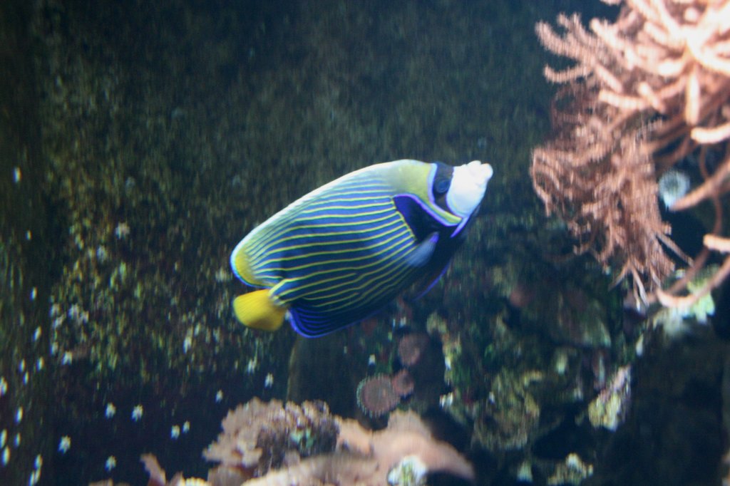 Imperator-Kaiserfisch (Pomacanthus imperator) am 12.12.2009 im Aquarium des Berliner Zoos.