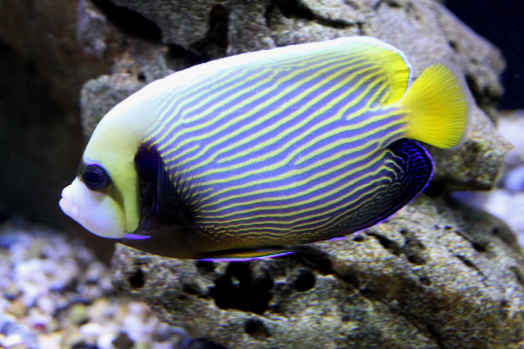 Imperator-Kaiserfisch (Pomacanthus imperator) am 23.4.2010 im Meeresaquarium Zella-Mehlis.