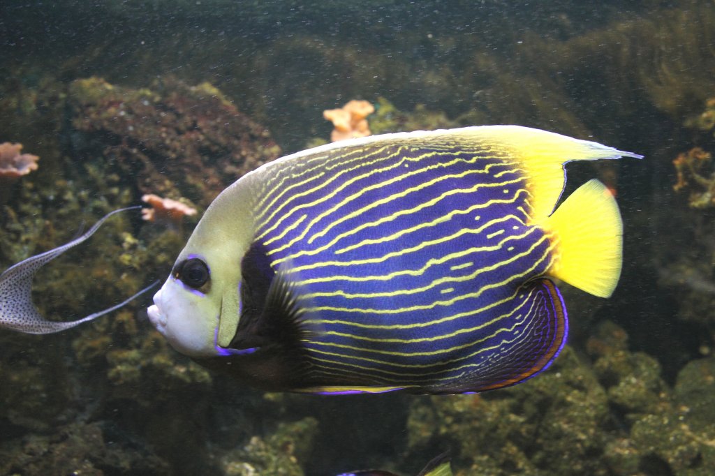 Imperator-Kaiserfisch (Pomacanthus imperator) am 4.6.2010 auf dem Mundenhof.