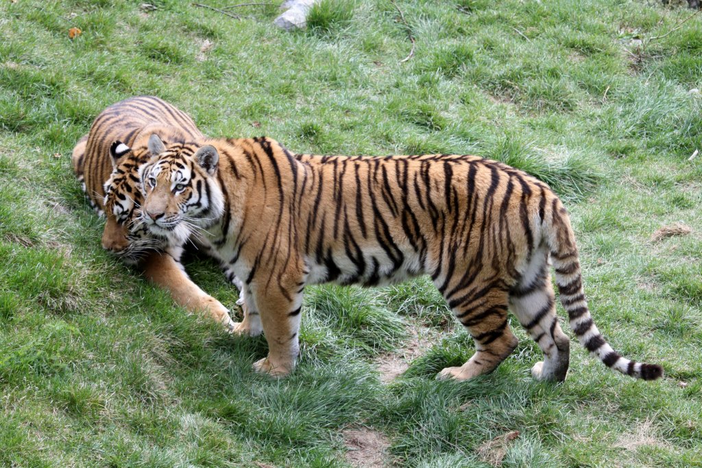 In Blickrichtung des Tigers, stand der Tierpfleger, welcher fr Fragen bereitstand und so langsam die Ftterung vorbereitete. Sibirische Tiger am 18.9.2010 im Zoo Sauvage de Saint-Flicien,QC.