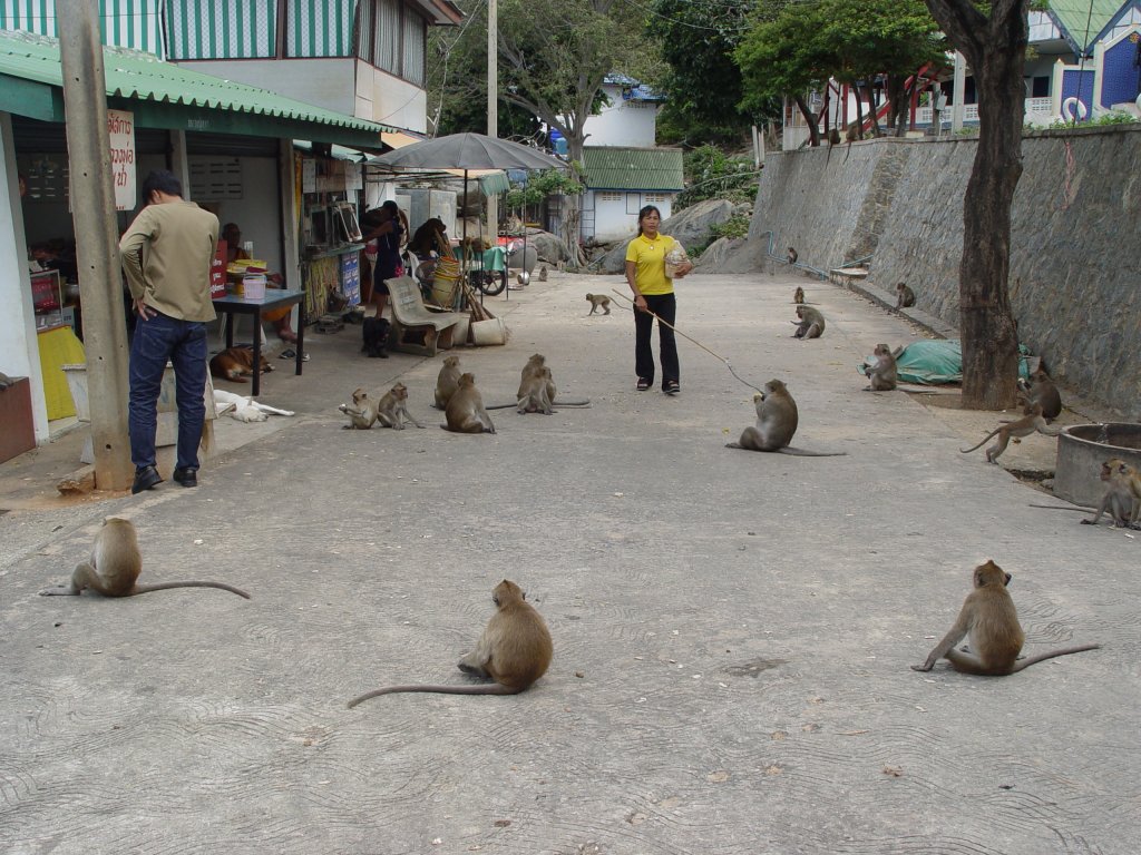 In einem anderen Tempelbzirk in der Nhe von Hua Hin in Thailand. Frei laufende Affen sind fast schon eine Plage. (Sept. 2006)