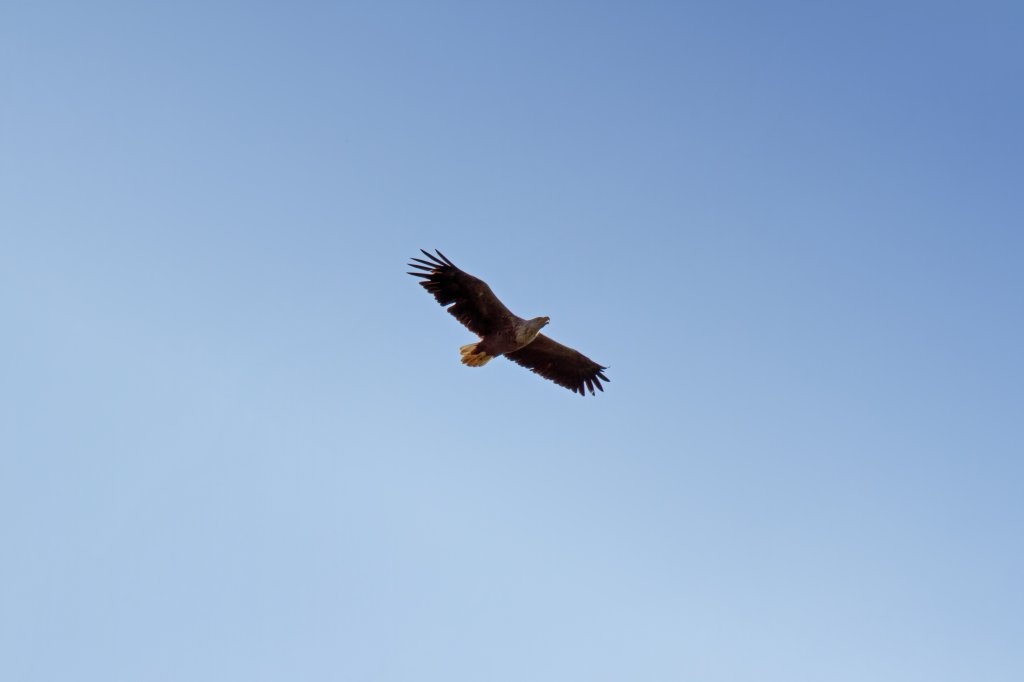 In der Ferne-ein Seeadler, im Juli 2011.