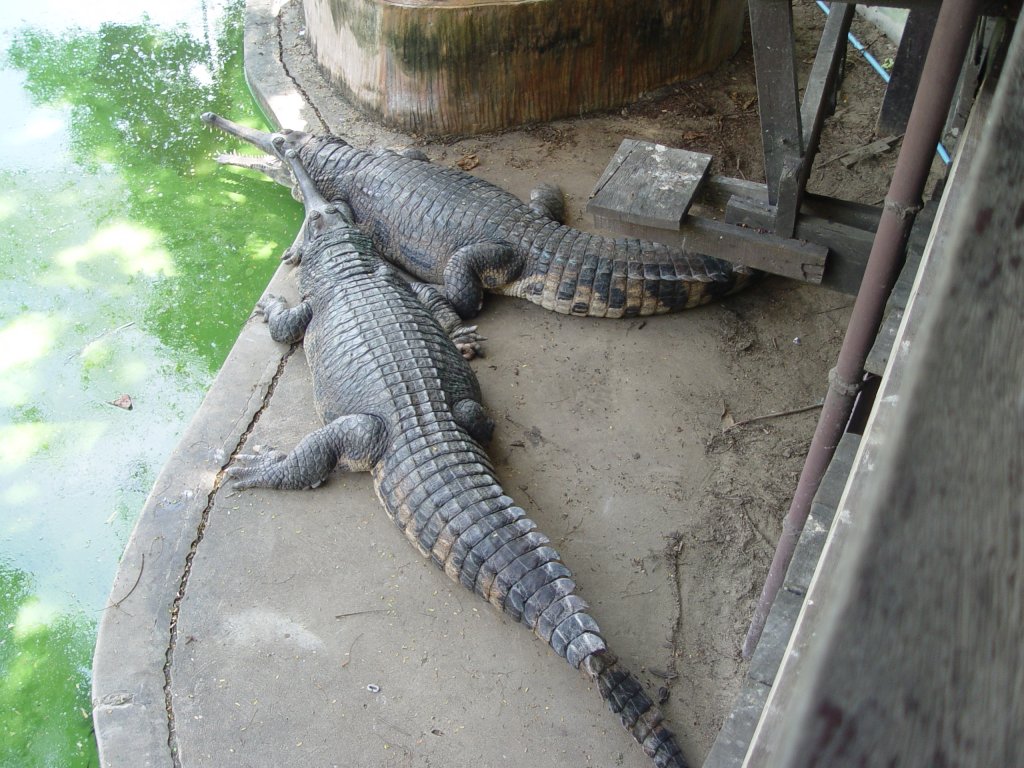 In einer Krokodilfarm in Bangkok am 03.10.2006