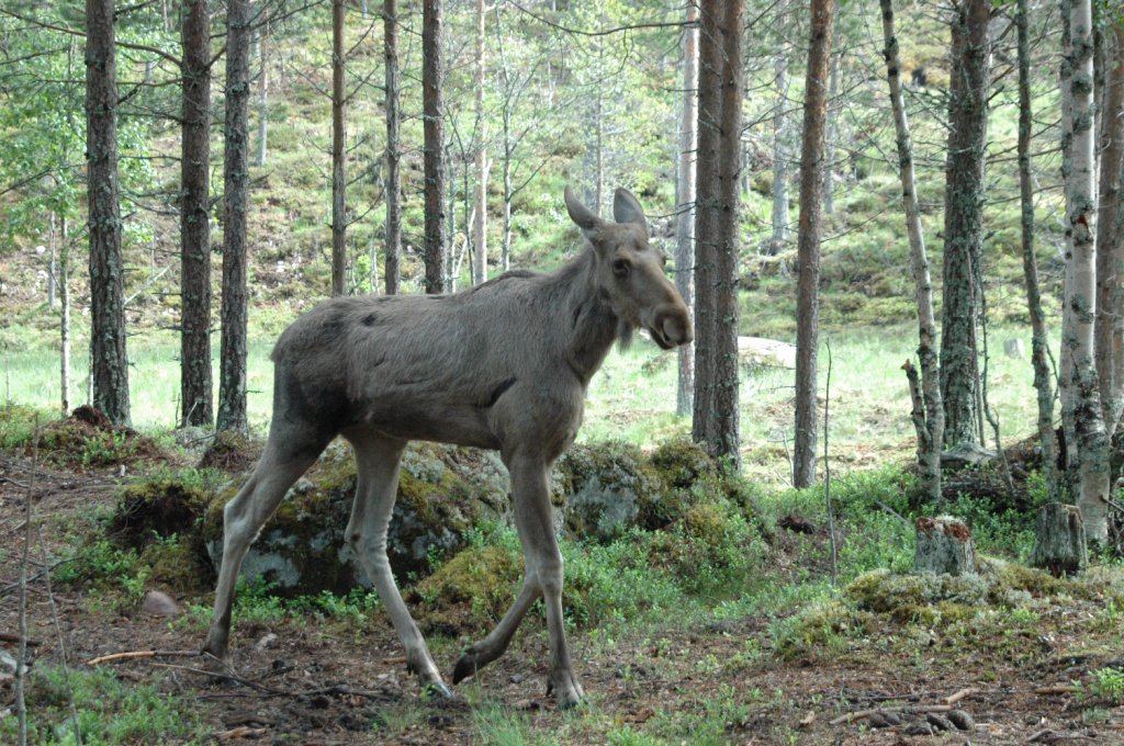 In Mrkret / Schweden am 15.06.2011 im groangelegten privaten Naturpark traf ich auf die Elchkuh.