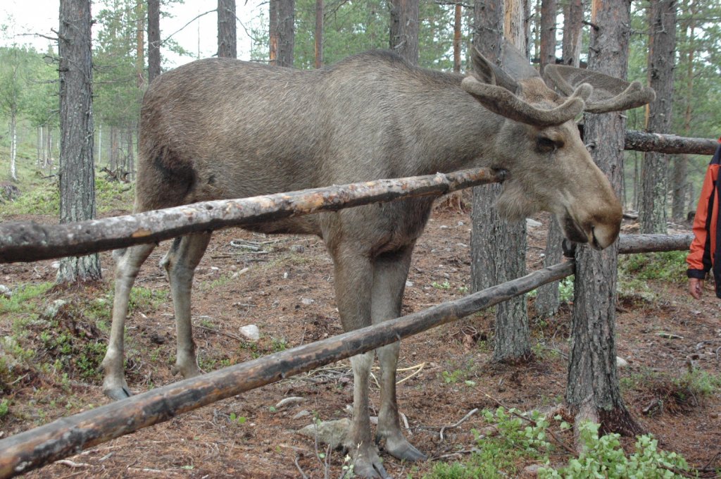 In Mrkret / Schweden am 15.06.2011 im groangelegten privaten Naturpark traf ich auf diesen Elchbullen.