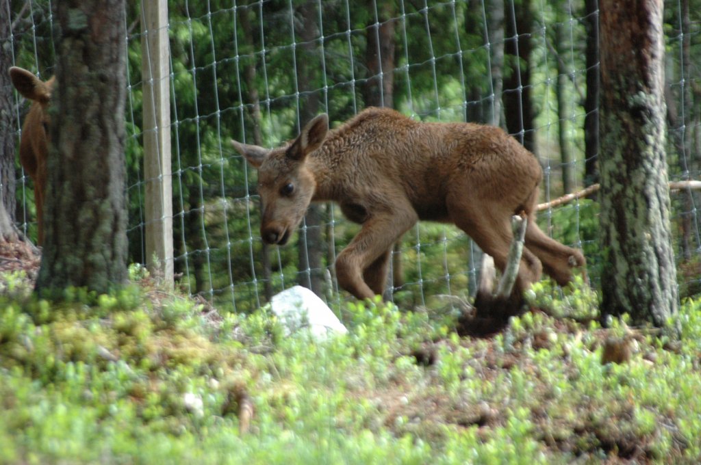 In Mrkret / Schweden am 15.06.2011 im groangelegten privaten Naturpark traf ich auf diese zwei jungen Elche.