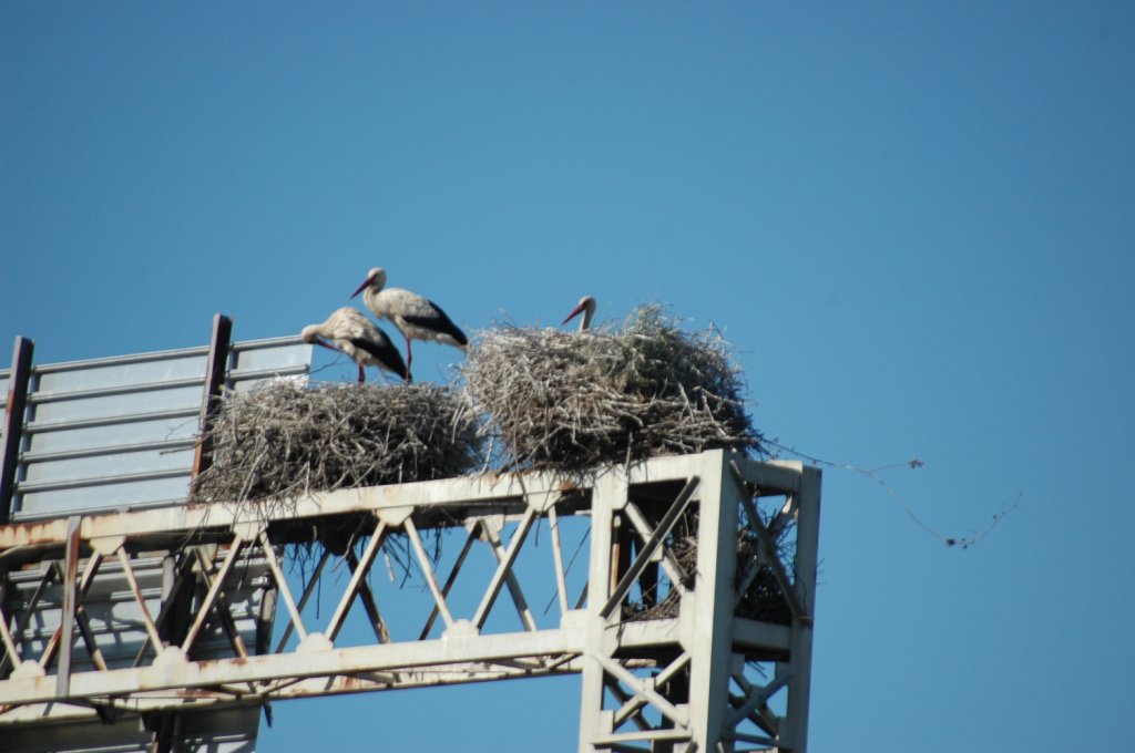In Portugal auf der Autobahn bei Angeja in der Nähe von Porto kann man gleich 5 Nester mit Inhalt auf einer Schilderbrücke auf einer Autobahn sehen. Und gleich an der übernächsten Schilderbrücke das gleiche. Gesehen natürlich mit echten Störchen am 20.05.2010. 