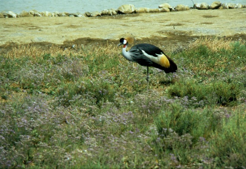 In der Rserve Africaine de Sigean in Sdfrankreich im Juli 1988