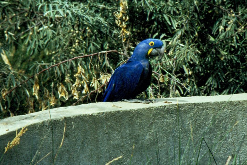 In der Rserve Africaine de Sigean in Sdfrankreich im Juli 1988