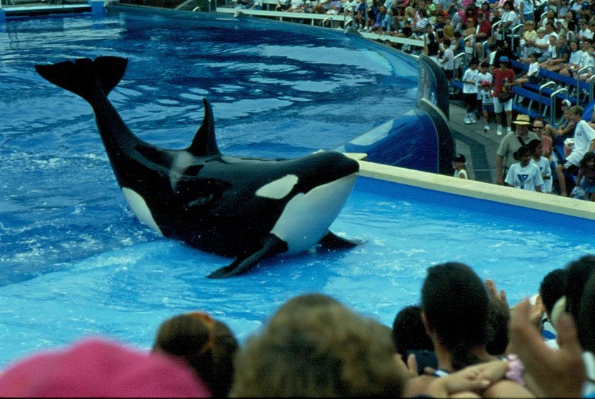 In Seaworld in San Diego findet immer eine Schau mit Orcas und Delphinen statt. Hier ein Orca 1997 bei einer solchen Vorfhrung als Dia fotografiert.