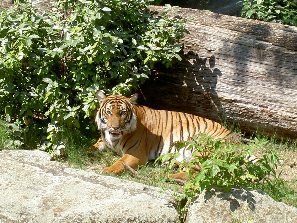 In der Sonne liegender Malaiischer Tiger am 20.5.2007 in Berlin Zoologischen Garten.