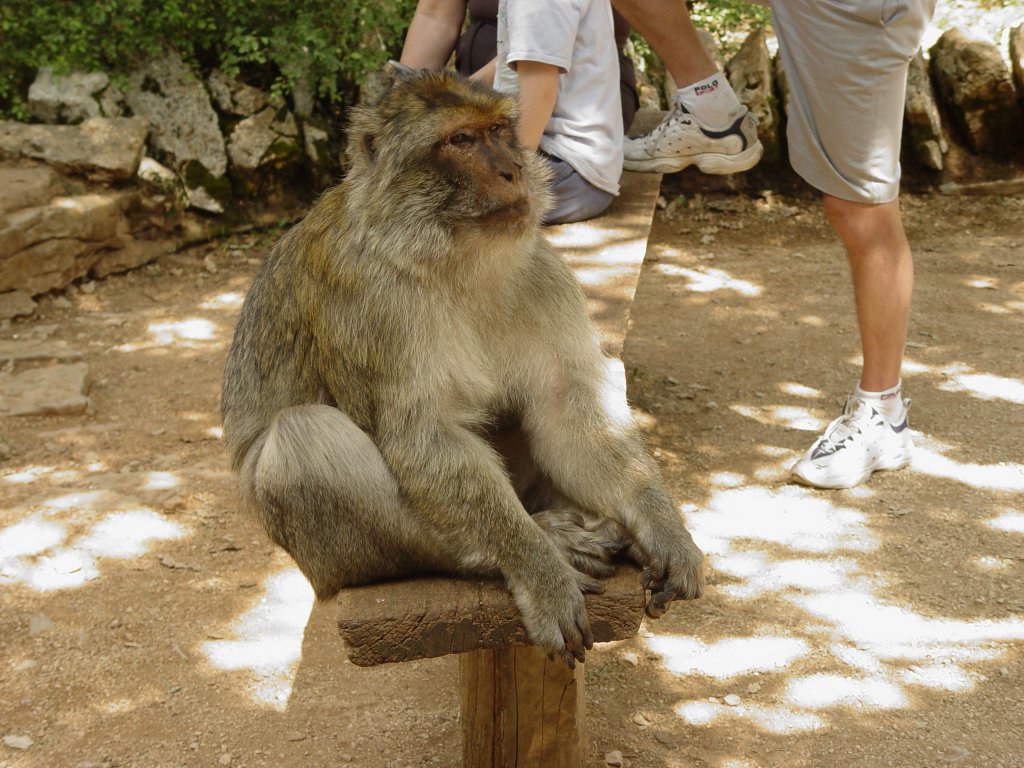 In einer Tempelanlage im Zentrum von Thailand leben eine Menge dieser Affen und lassen sich gerne fttern. (31.07.2008)