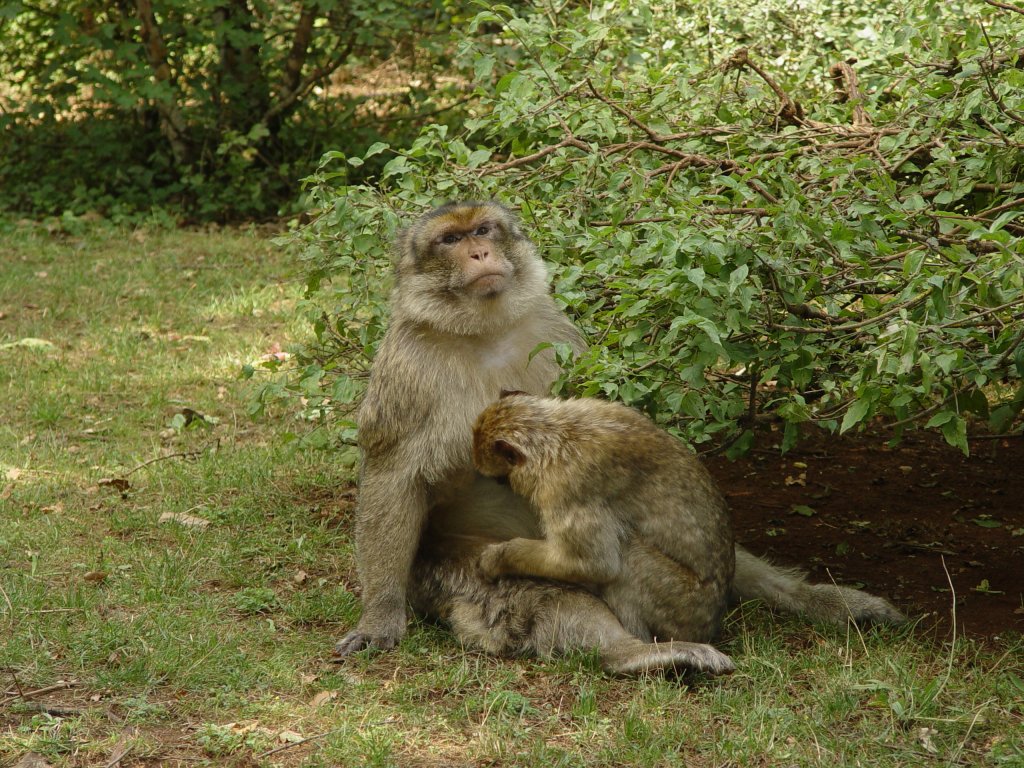 In einer Tempelanlage im Zentrum von Thailand leben eine Menge dieser Affen. (31.07.2008)