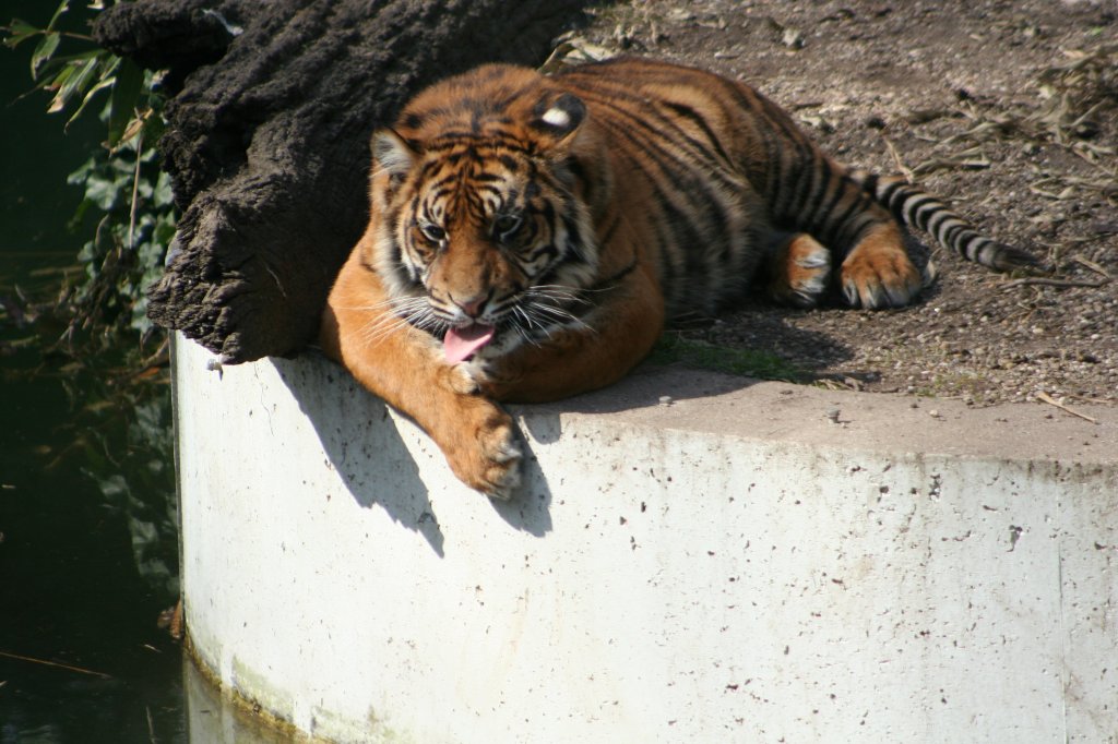 In der warmen Sonne lt es sich gut gehen. Sumatra-Tiger (Neofelis tigris sumatrae) am 30.3.2008 in der Wilhelma.