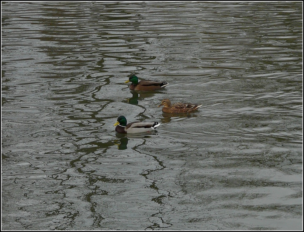 Indem diese drei Enten die Spaziergnger fest im Blick haben, lassen Sie sich gemtlich auf der Sauer bei Diekirch dahin treiben. 13.02.2010 (Hans)