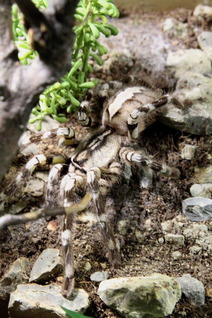 Indische Baumvogelspinne (Poecilotheria regalis) am 7.5.2010 im Exotarium Oberhof.